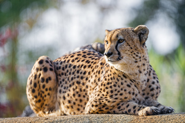 Big cheetah lying