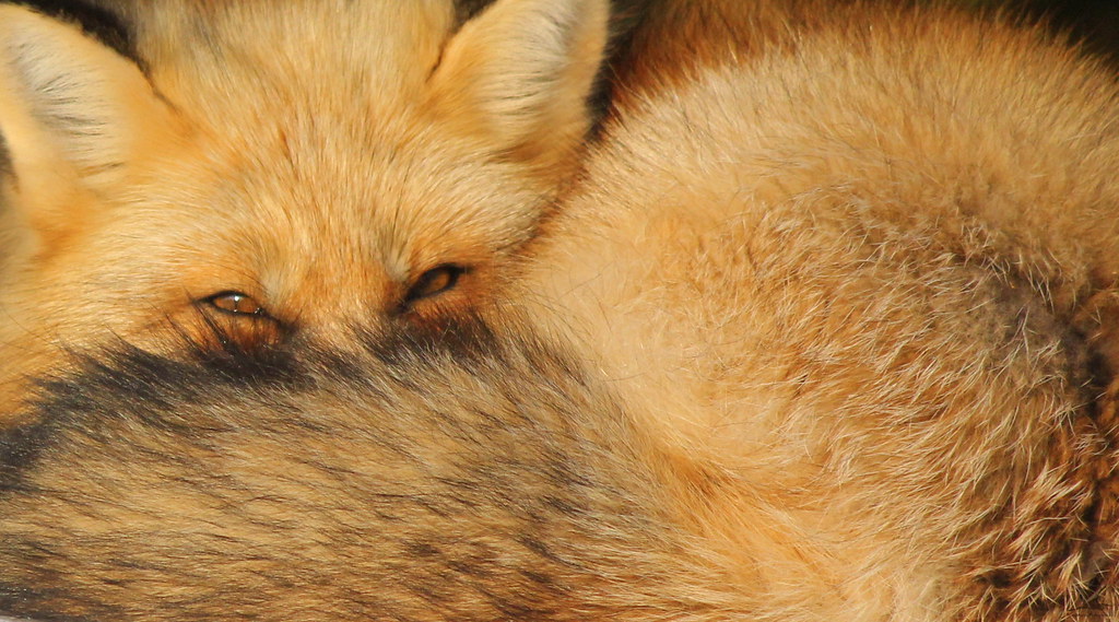 Close up Red Fox