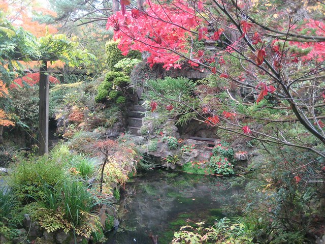 autumn colours in the Kildare Japanese gardens