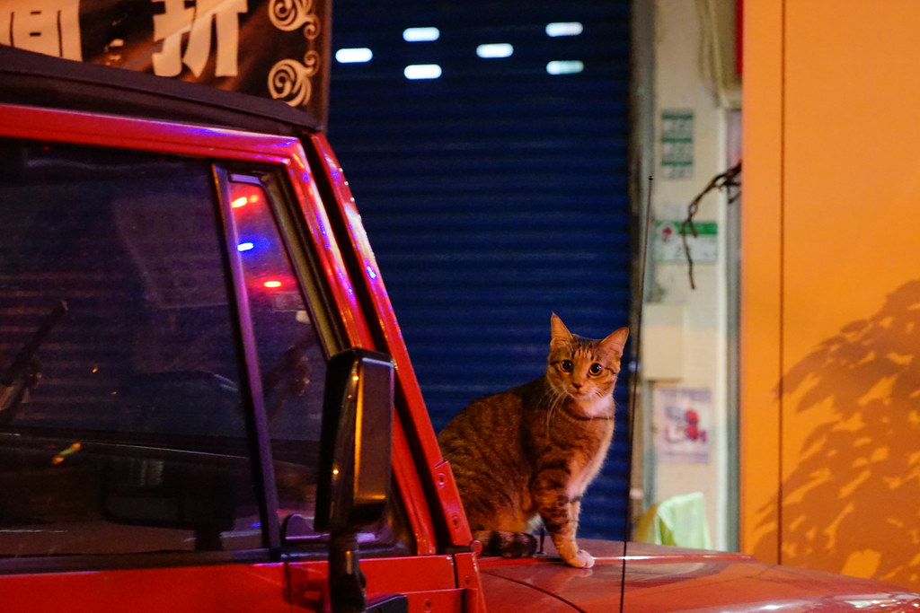 Cat in Taipei