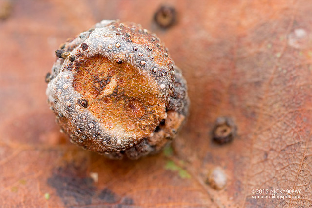 Roly poly orb weaver (Xylethrus scrupeus) - DSC_4494