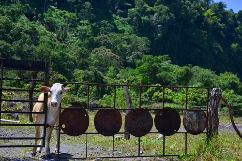 animals landscape rust cows panama chiriqui ungulates domesticates volcanbaruhighlands