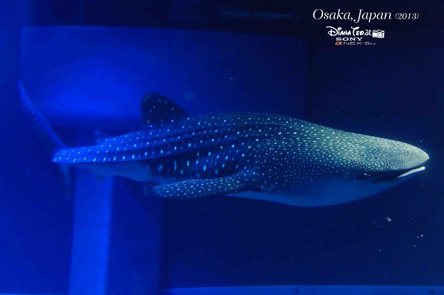 Japan - Osaka Aquarium Kaiyukan 10