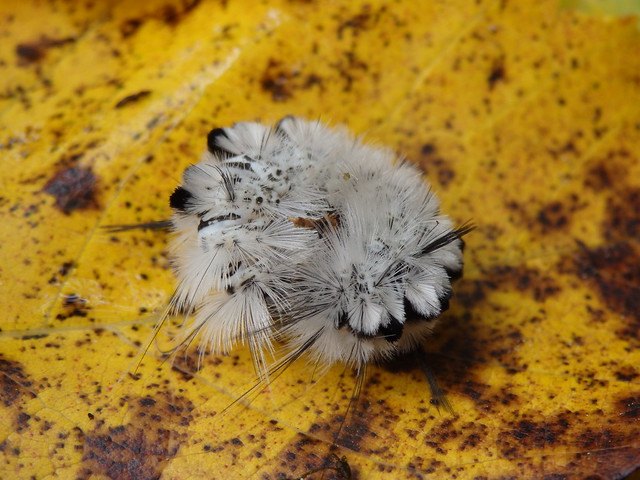 Hickory tussock moth caterpillar (Lophocampa carnyae) Linville Gorge
