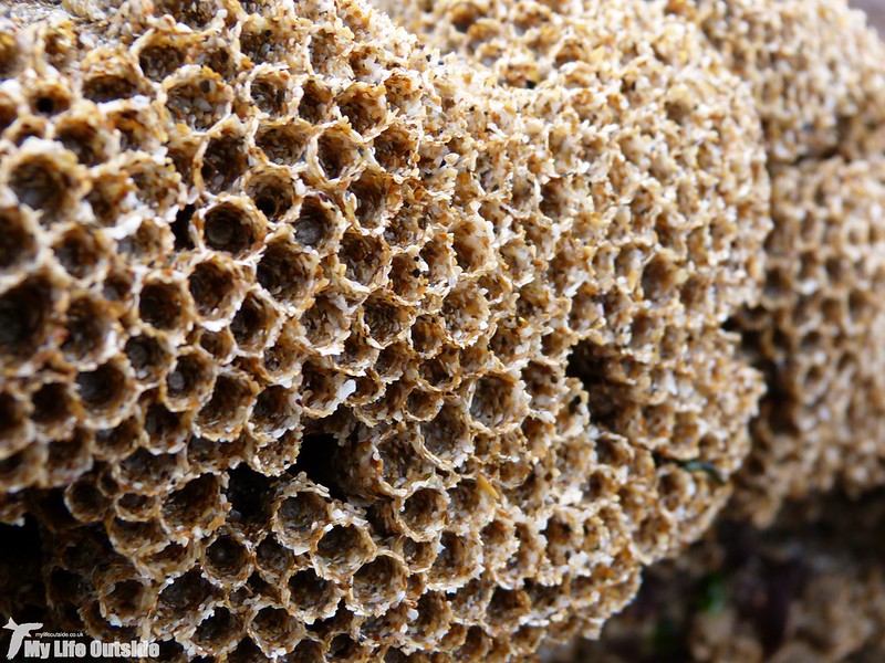P1170085 - Honeycomb Worm, Rest Bay
