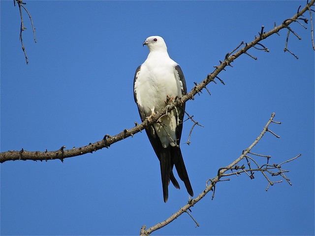Swallow-tailed Kite in Champaign, IL 03