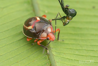 Shield-backed bug (Scutelleridae) - DSC_3440