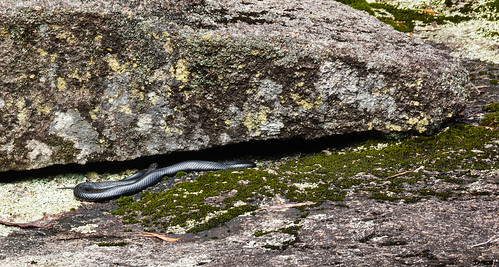 black rock reptile snake wildlife falls genoa eastgippsland pseudechis porphyriacus