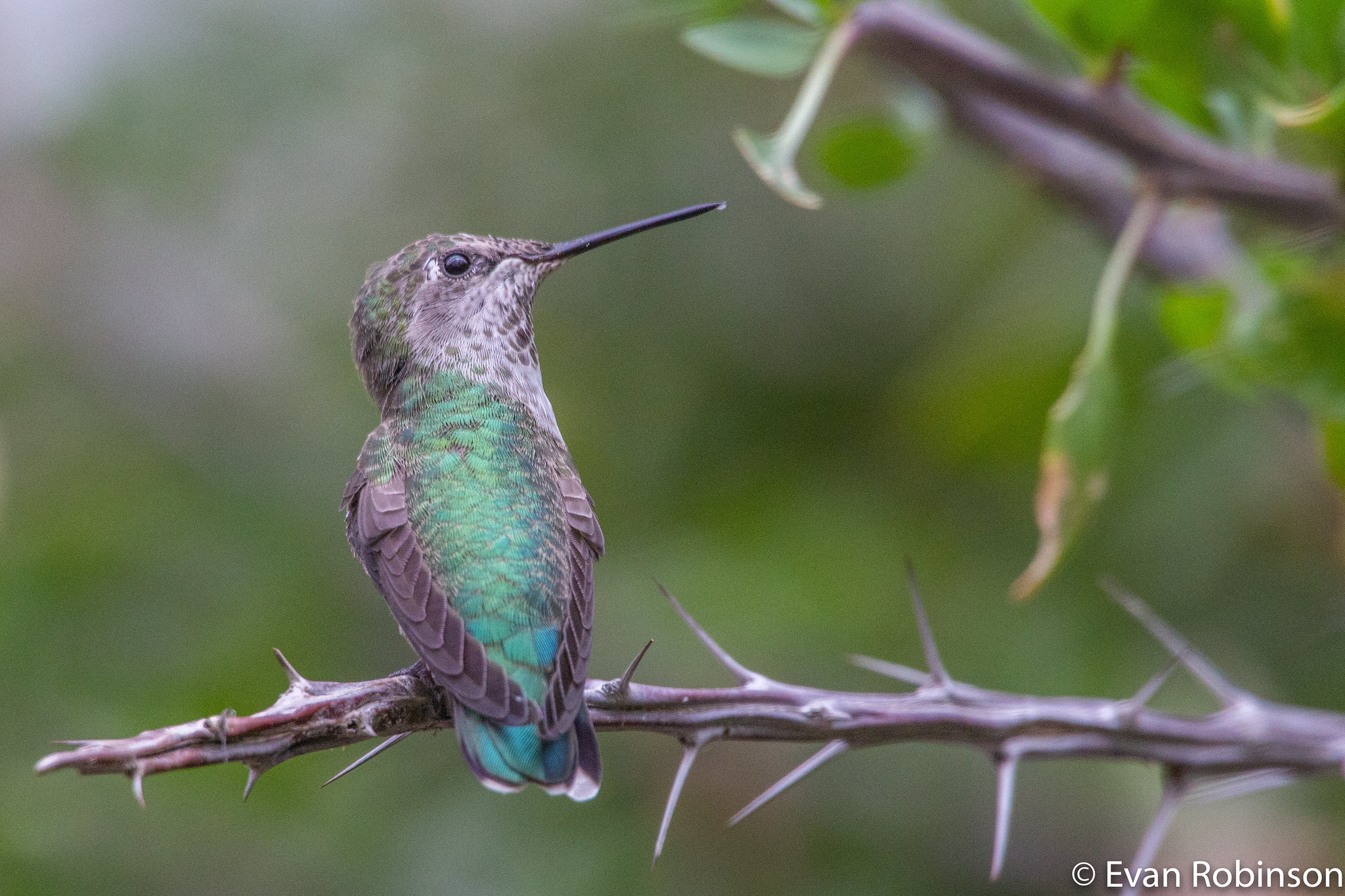 Hummingbird at rest with drop on beak