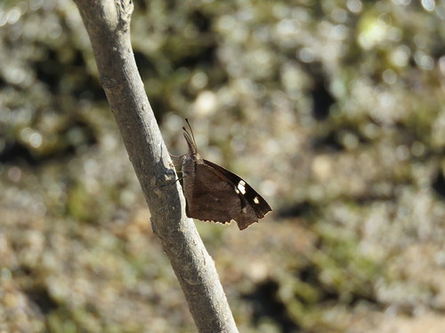 indiana lakemonroe butterfly americansnout libytheanacarinenta