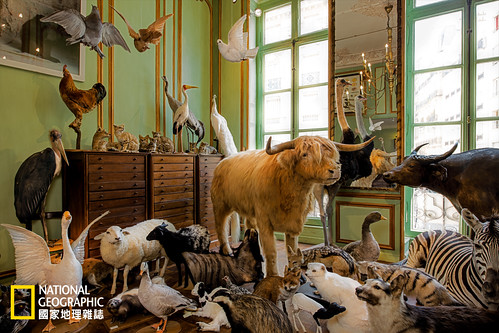 巴黎戴羅勒標本商店中展示著宛如諾亞方舟般豐富的動物標本。創立於1831年的戴羅勒標本商店是藝廊，也是科學研究中心。攝影：羅伯特．克拉克 Robert Clark 圖片來源：國家地理雜誌2015年8月號
