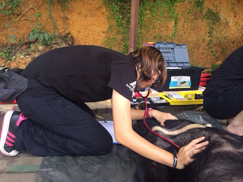 Vet Weng conducts health check for Honey