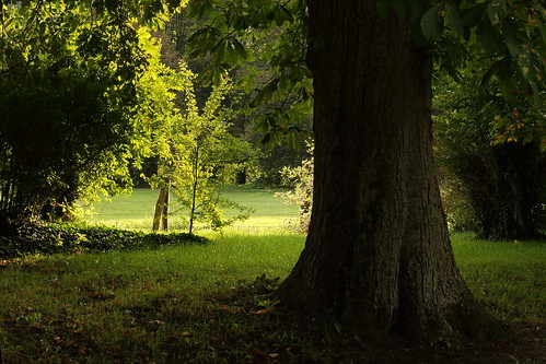 france ombre arbres normandie 27 campagne verdure herbe eure tronc lebechellouin ombrage feuillage hautenormandie 27800 laurentgané