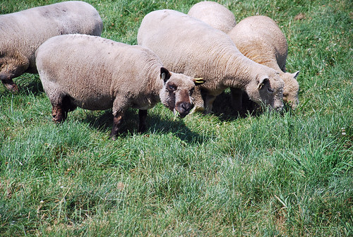 Grazing olde-type Babydoll Southdown sheep Laurie's Little Lambs flock