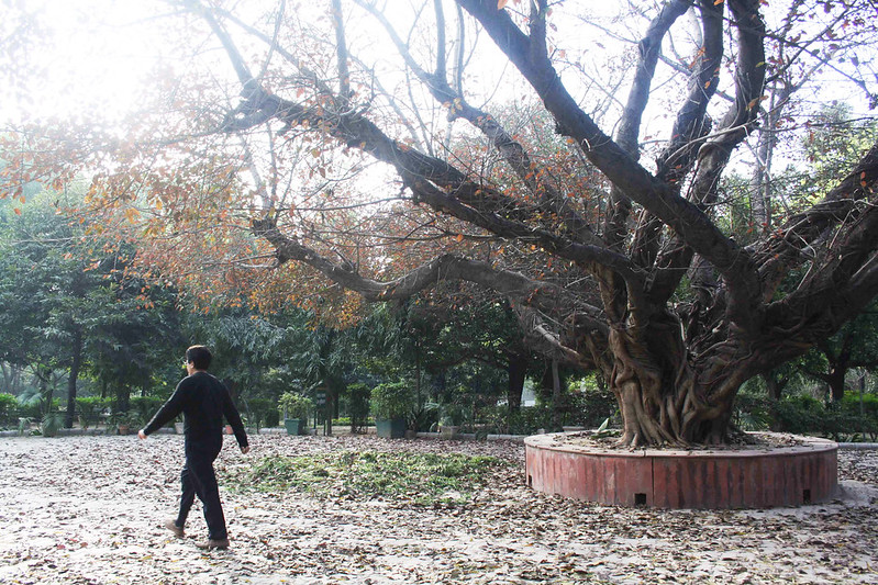 City Nature - The Majestic Pilkhan Tree, Deer Park