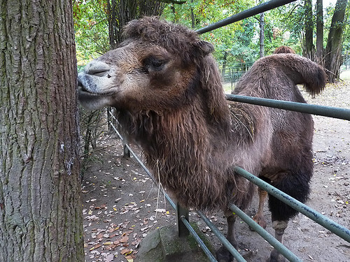 Zoo Brno: Koušou velbloudi, nebo nekoušou?