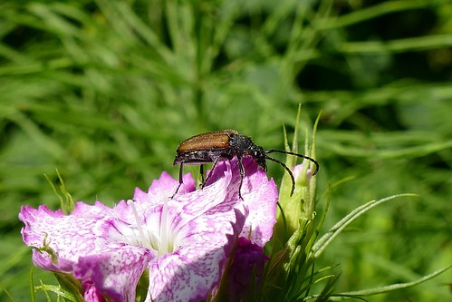 macro nature closeup sweden schweden natur skandinavien panasonic braun scandinavia makro käfer fz1000