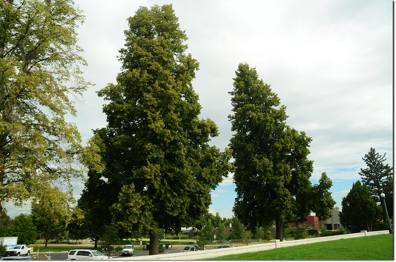 Linden tree, whole tree 2