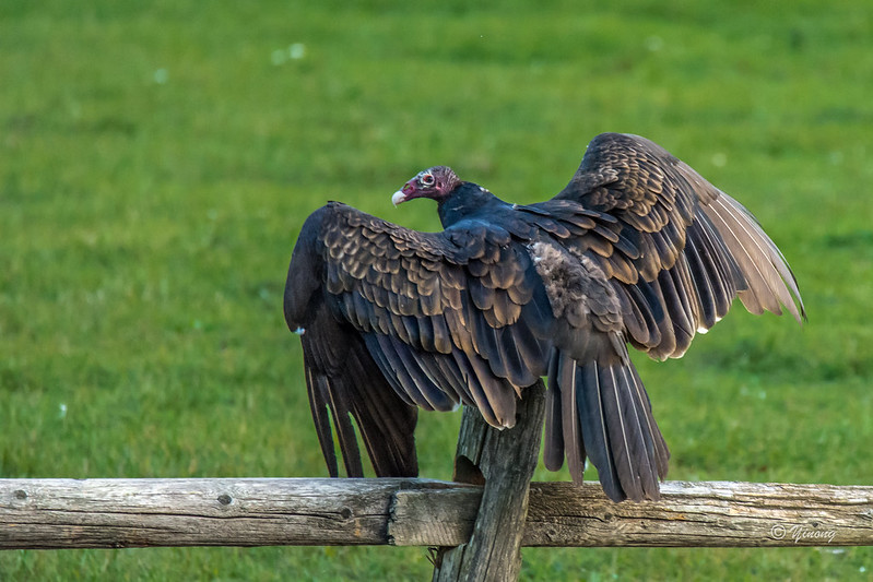 Turkey Vulture-11