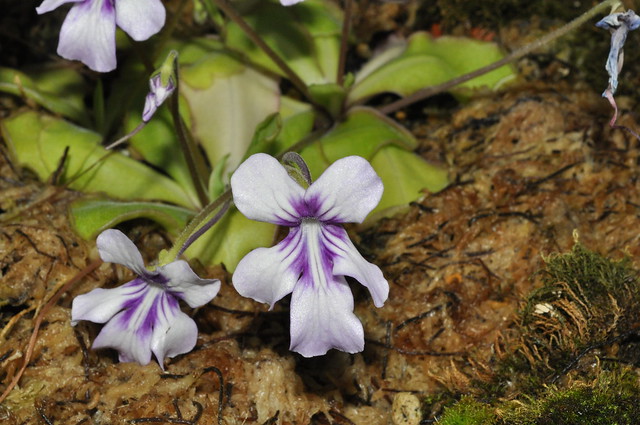 Pinguicula flowers