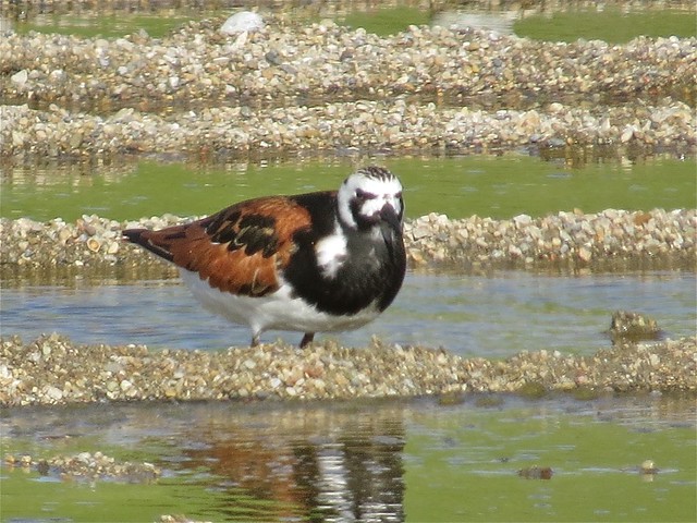 Ruddy Turnstone at the El Paso Sewage Treatment Center in Woodford County, IL 52b