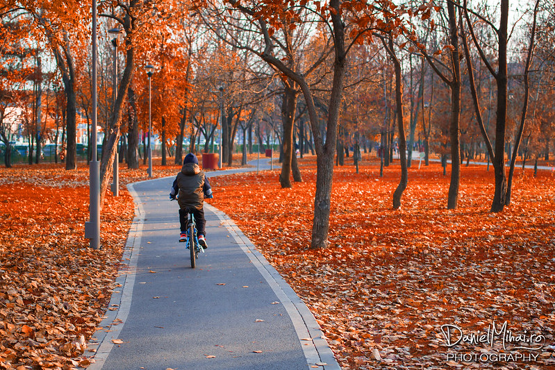 Autumn path by Daniel Mihai