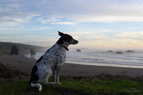 ocean sunset dog beach oregon coast sitting profile blanca shore seastacks bordercolliemix meyersbeach