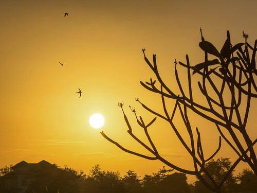 sunset urban bird landscape birdsinflight caribbean trinidadandtobago trincity nikkor55200vrafsdxf456 nikond5200