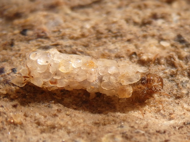 caddisfly larva linville gorge