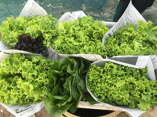 freshly picked lettuce, Baguio