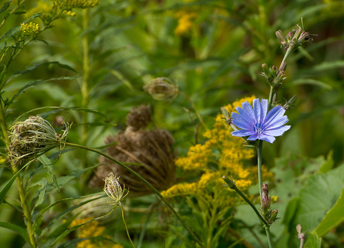 blue flower green field