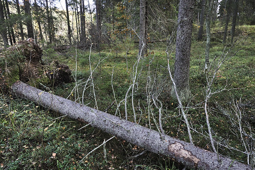 forest suomi finland orivesi metsä
