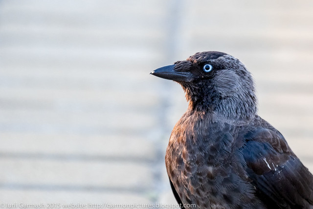 Western jackdaw (Corvus monedula) juvenile looks in the camera during morning surise golden hour.