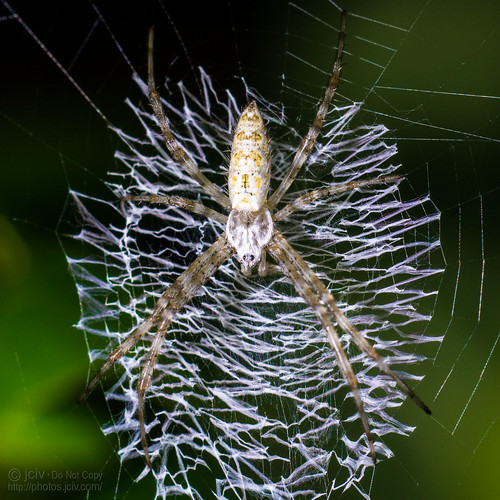 spider arachnid orbweaver stabilimentum file:name=dsc02979