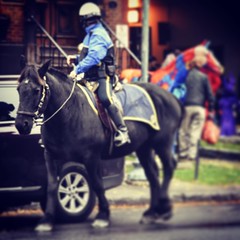 Two #Horses in #saratogasprings