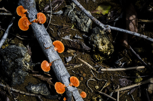 ground branch soil mushrooms stones cebu sogod philippines leaves landscape branches orange trees tree wood forest stone