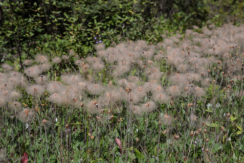 canada field britishcolumbia yohonationalpark hoodoocreek