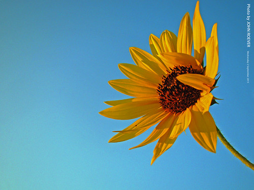 summer flower evening bluesky september sunflower kansas beforesunset 2015 shawneecounty september2015