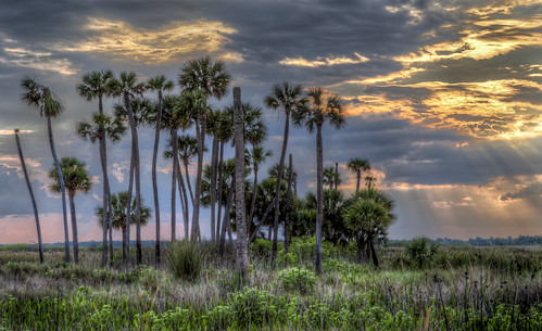 sunset lake palms florida fl nwr lakewoodruff lakewoodruffnwr