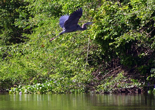 birds río river mexico aves wetlands marsh tabasco usumacinta pantanos humedales grilalva