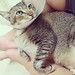 I just want an open lap to lay on, that's how I show my love. That's how you can show your love to me too. - Romeo  #cat #catslover #neko #feline #tabby #handsome #omgsocute #aww #lapcat #sosweet #luvkuching #throwback