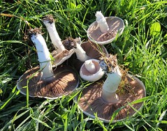   Meadow mushroom  