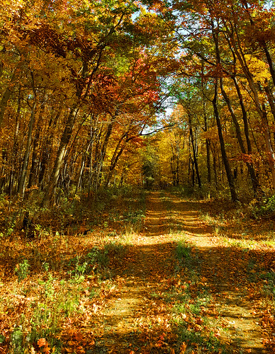 autumn fall leaves wisconsin country foliage trail