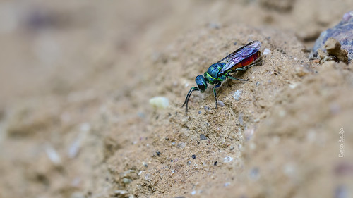 color macro nature insect fly wasp emerald cuckoo chrysis