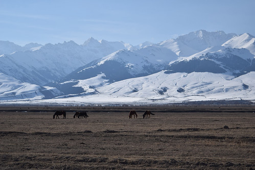 horses mountains rural centralasia kyrgyzstan