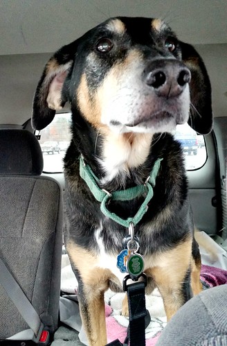 Senior Coonhound mix going for a car ride - Lapdog Creations
