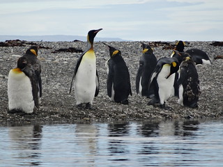 Parque Pinguino Rey, Chile