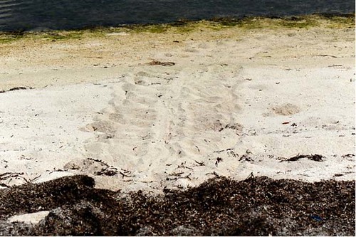 海龜上岸產卵爬痕