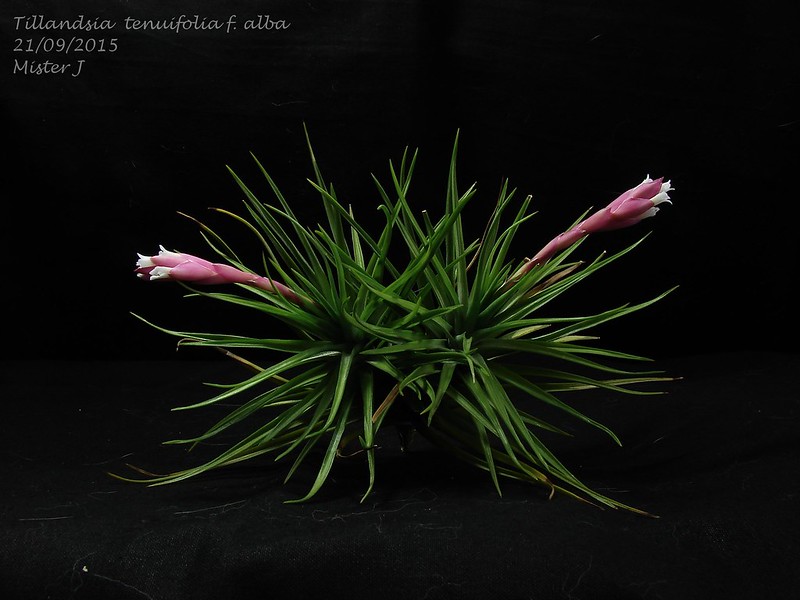 Tillandsia tenuifolia f. alba 21629992061_36726588a0_c
