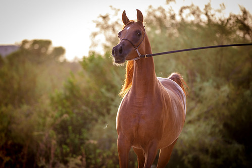 horses horse sunrise mare chestnut arabian equine qatar canoneos5dmarkiii canon70200mmf28lii